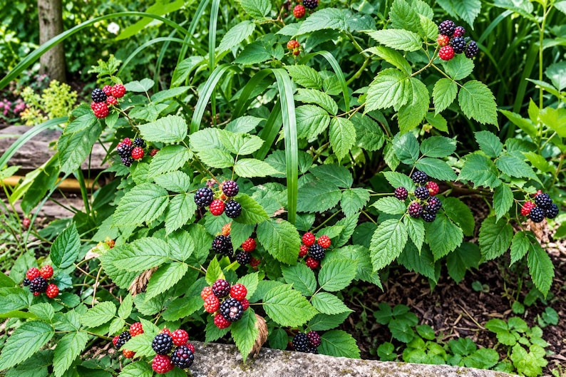 K&ouml;nnte beinhalten: Ein Brombeerstrauch mit Trauben aus reifen schwarzen und unreifen roten Beeren. Die Pflanze hat gezackte gr&uuml;ne Bl&auml;tter und d&uuml;nne St&auml;ngel, wobei einige Beeren einen tiefvioletten Farbton aufweisen. Die Frucht ist mit kleinen Steinfr&uuml;chten texturiert.
