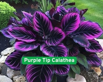 Könnte beinhalten: Nahaufnahme einer Purple Tip Calathea Pflanze. Die Pflanze hat große, oval geformte Blätter mit einem auffälligen Muster aus tiefem Lila und Schwarz. Die Blätter haben ein lebendiges, gestreiftes Design, mit dem Text "Purple Tip Calathea" in einem grünen Feld.
