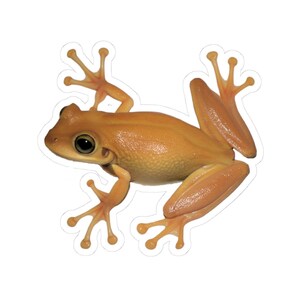 Osteopilus Septentrionalis Tree Frog Sticker - Design 2