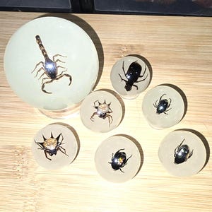 May include: Six clear glass spheres with different insects encased inside. The spheres are arranged on a wooden surface. The insects include a scorpion, a spider, and several beetles.