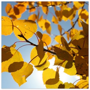 Aspen Leaf Fall Decor Aluminum Print