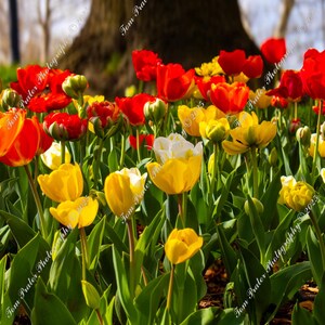 Vibrant tulips in full bloom under warm light, making it perfect for spring decor, color-themed gallery walls, or floral enthusiasts.