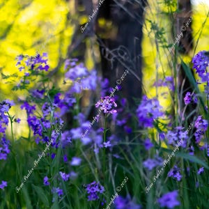 Purple Wildflowers in Spring Forest – Printable Wall Art – Floral Photography – Digital Download for Home Decor
