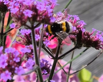 Semi di fiori di verbena argentina