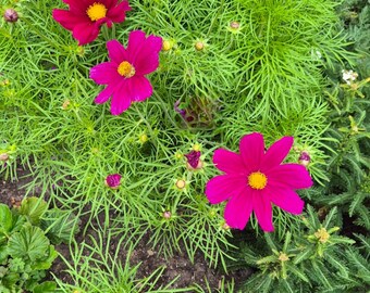 Pink Cosmos flower seeds
