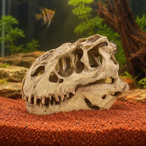 May include: A beige, fossilised-style dinosaur skull aquarium ornament with a textured, weathered surface, prominent eye sockets, and sharp teeth, resting on a bed of fine, reddish-brown gravel inside a glass tank with aquatic plants.