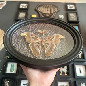 May include: An oval, black-framed display featuring a large, tan and brown moth specimen. The moth is centered on a patterned background of lavender sprigs. The display is held up against a wall with other framed insect displays and a sign that reads "Curiosities."
