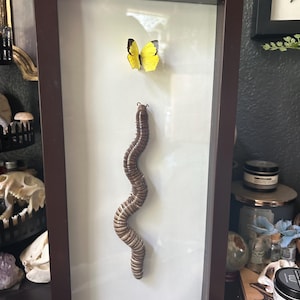 Millipede + Butterfly Frame, Entomology, Bugs, Ethically Sourced, Repurposed Frame.