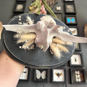 Cow Vertebrae Bone Mount + Dried Flowers + Green Ribbon