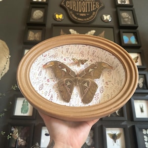May include: Oval wooden framed display featuring a large brown moth with intricate wing patterns, set against a floral patterned background. The frame is held up in front of a wall with framed insect displays and a sign that says "Curiosities".