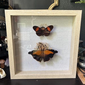 Historis Odius + Heliconius Melpomene Frame, Butterflies, Shadowbox Frame, Gift, Cottagecore