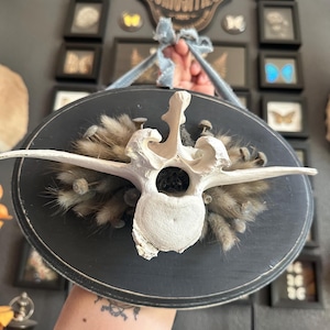 Cow Vertebrae Bone Mount + Dried Flowers + Blue Ribbon