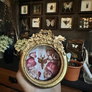 May include: A round, gold-colored frame with an ornate bow and floral detailing at the top. Inside the frame, a preserved brown mantis is displayed against a background of pink and white dried flower petals, all protected by a glass cover.