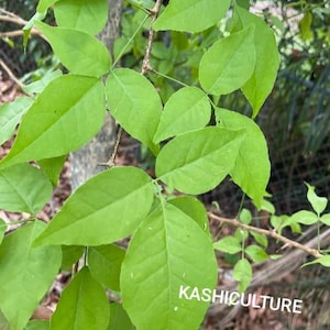 Bael fruit tree cuttings organic Indian Bel Patra fruit 3 Pcs cuttings Aegle Marmelos Bilva Patra 8” Long Each for Shiva baelpatra