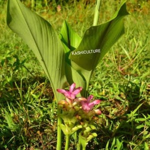Peut inclure: Une plante Curcuma avec des fleurs roses éclatantes et de longues feuilles vertes pointues. La plante présente une tige centrale avec deux grappes de fleurs distinctes. Le texte KASHICULTURE est visible sur une feuille. La plante pousse au sol.