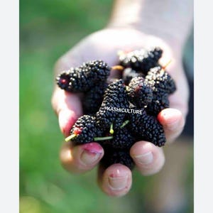 May include: A handful of ripe, dark purple mulberries with small green stems. The berries are held in an open hand, with the text "KASHICULTURE" visible. The background is a soft green.