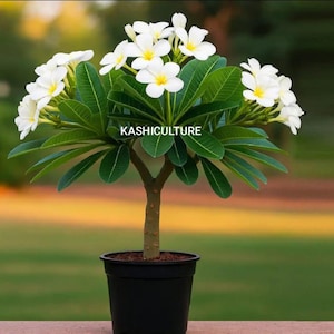 Könnte beinhalten: Eine Topf-Frangipani-Pflanze mit weißen und gelben Blüten und grünen Blättern. Die Pflanze steht in einem schwarzen Topf. Der Text "KASHICULTURE" ist auf der Pflanze zu sehen.
