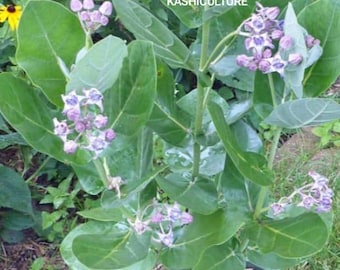 Giant Madar Indian Calotropis gigantea Live Cutting Tropical Shrub Monarch Butterfly Host Plant Exotic Crown Flower Star-Shaped Blooms