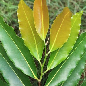 Può includere: Primo piano di un fusto di pianta con foglie. Le foglie passano da un verde brillante a un marrone dorato alle punte. Il testo "KASHICULTURE" è visibile in basso nell'immagine.