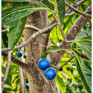 May include: Close-up of a tree branch with vibrant blue berries. The tree trunk is brown, and the leaves are a lush green. The text "KASHICULTURE" is visible on a leaf.