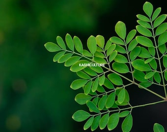 Indian Moringa Plant Moringa Gum Gond Cuttings Shejan Drumstick Moringa Oleifera Tree Miracle Tree Herbs