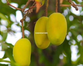 Banarasi Langda & Dasheri Mango Plant | Bare Root And Unrooted Cutting | Live Organic Mango Indian Variety Mangoes Cuttings Dry Leaves