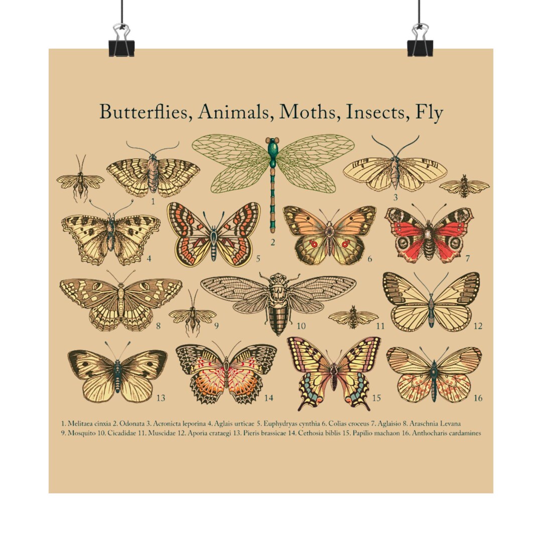 Vintage Butterfly Moth Art Print, Dark Academia Moody Wall Art Nature ...