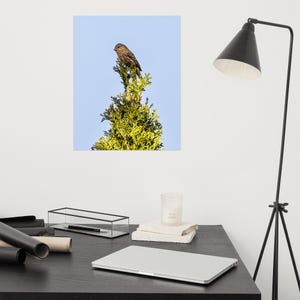 Póster de fotografía de pájaro pinzón gris