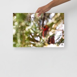 Cardinal Bird Photography Poster Print