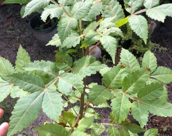 Bursera graveolens Palo Santo ULTRA RARE True Holy Wood Tree - Sacred Incense Perfume and Medicinal Live Plant