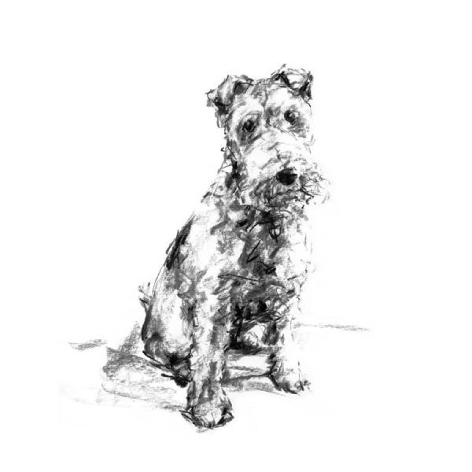 Dog Drawing Print Welsh Terrier Drawing Fine Art Dog Print - Etsy