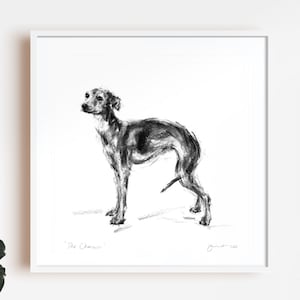 Dog drawing print, Italian greyhound drawing - fine art dog print - Iggy dog gift, Italian Greyhound Art, Iggy print