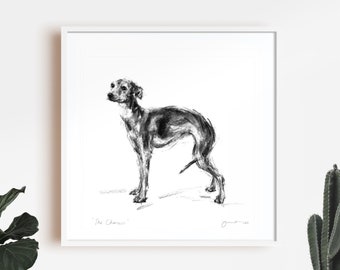 Dog drawing print, Italian greyhound drawing - fine art dog print - Iggy dog gift, Italian Greyhound Art, Iggy print