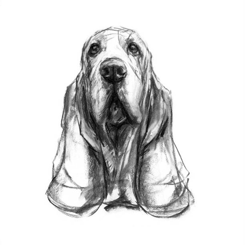 hond tekening afdrukken basset hound tekening fine art hond | etsy