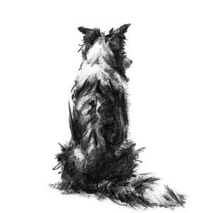 Op de afbeelding: Zwart-witte houtskooltekening van een border collie die met zijn rug naar de kijker zit.