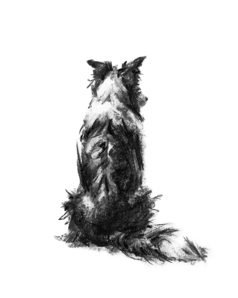 Op de afbeelding: Zwart-witte houtskooltekening van een border collie die met zijn rug naar de kijker zit.