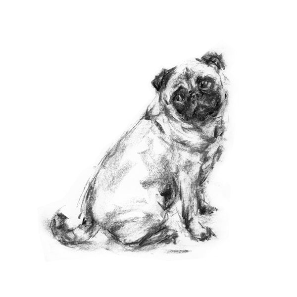 パグ犬の木炭スケッチアートプリント、署名入りジクレー版画 - Etsy 日本