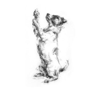 Dog drawing print, Jack Russell Terrier fine art dog print terrier gift, terrier art, terrier lover image 2