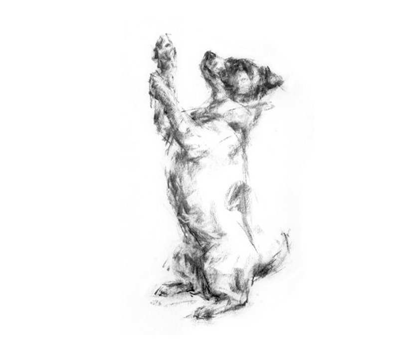 Dog drawing print, Jack Russell Terrier fine art dog print terrier gift, terrier art, terrier lover image 2