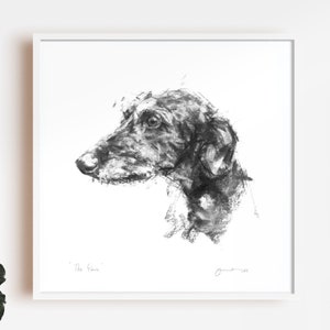 Scruffy Lurcher "The Glance"  - fine art dog print - lurcher sighthound gift - lurcher sketch print, lurcher art, lurcher present, dog art