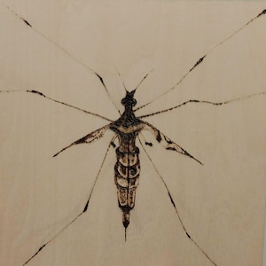 May include: A detailed drawing of a mosquito, rendered in shades of brown and black. The insect is depicted with long legs and antennae, and its body is segmented. The artwork is on a light beige background.