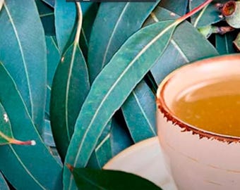 Eucalyptus Globulus, foglie di eucaliptus 100% biologiche
