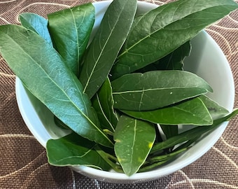 Foglie di Alloro Biologico – Botanica Tradizionale, Aromi e Rituali