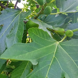 Organic dried white fig leaves, fig leaf tea, ficus carica leaves, digestive infusion, aromatic spice