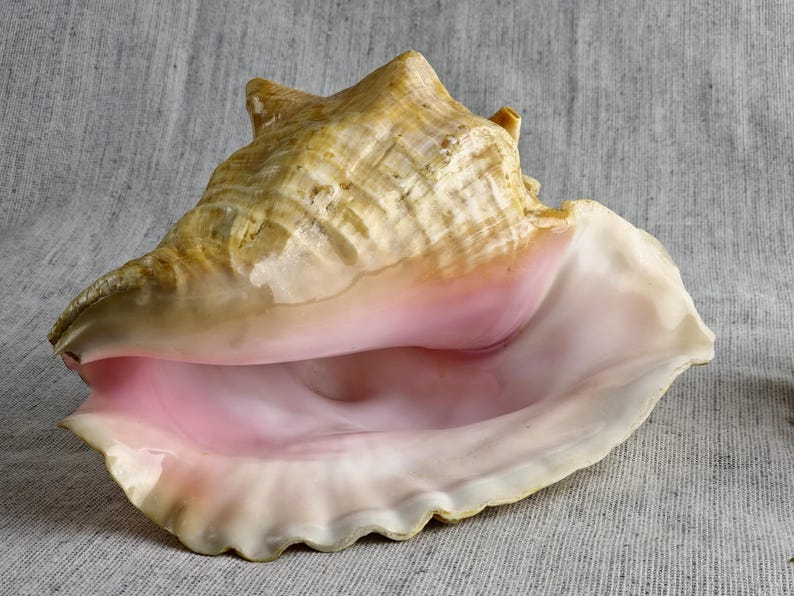 Shell of the Giant Conch Strombus Gigas, Also Known as the King Conch ...