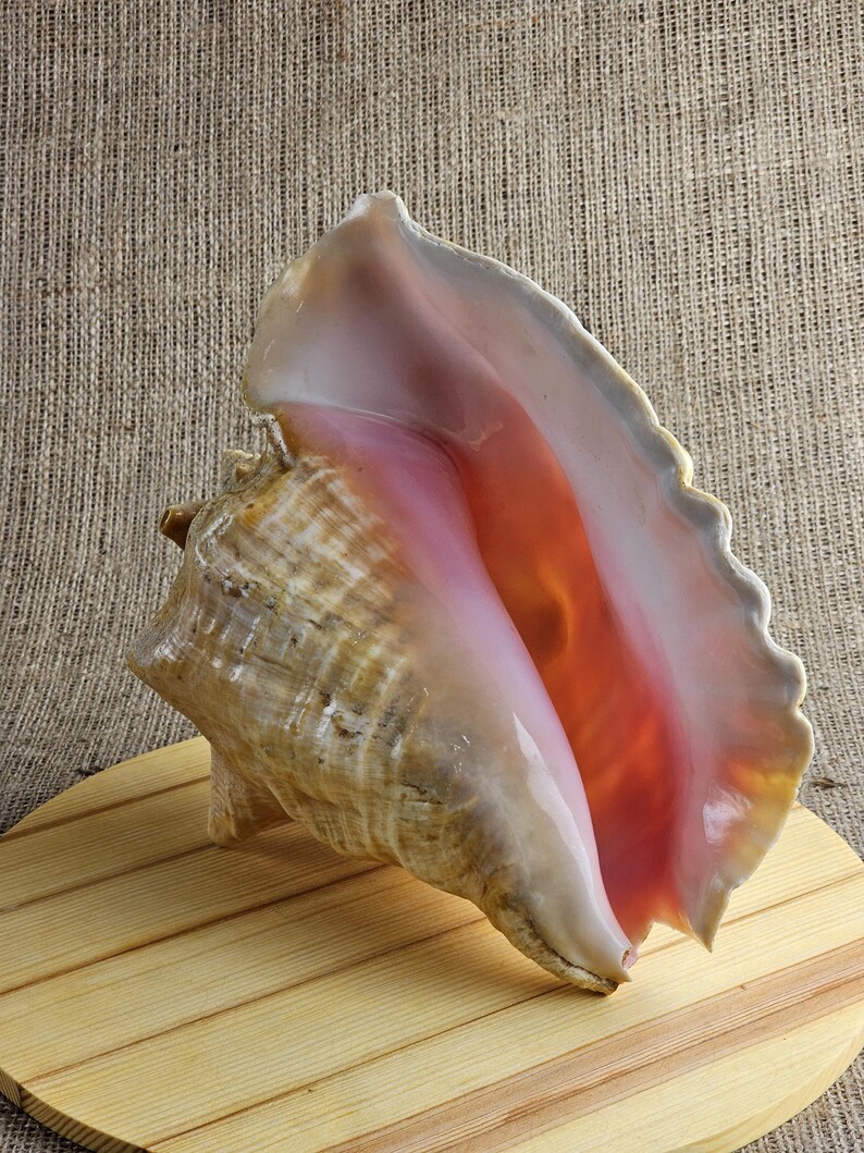Shell of the Giant Conch Strombus Gigas, Also Known as the King Conch ...