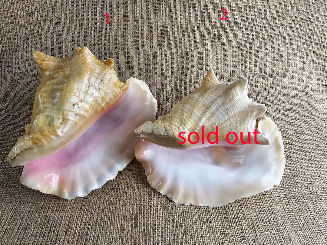 Shell of the Giant Conch Strombus Gigas, Also Known as the King Conch ...