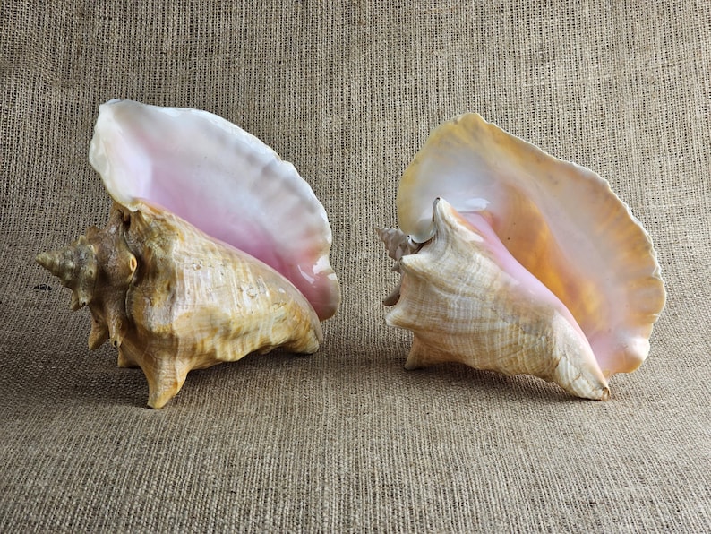 Cream Conch Shell Shell of the Giant Conch Strombus Gigas, Also Known as the King Conch ...