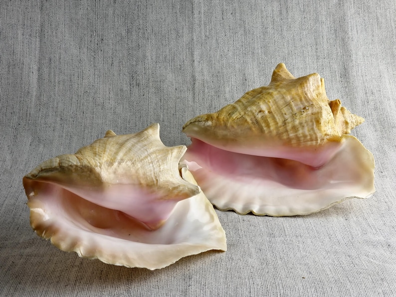 Shell of the Giant Conch Strombus Gigas, Also Known as the King Conch ...