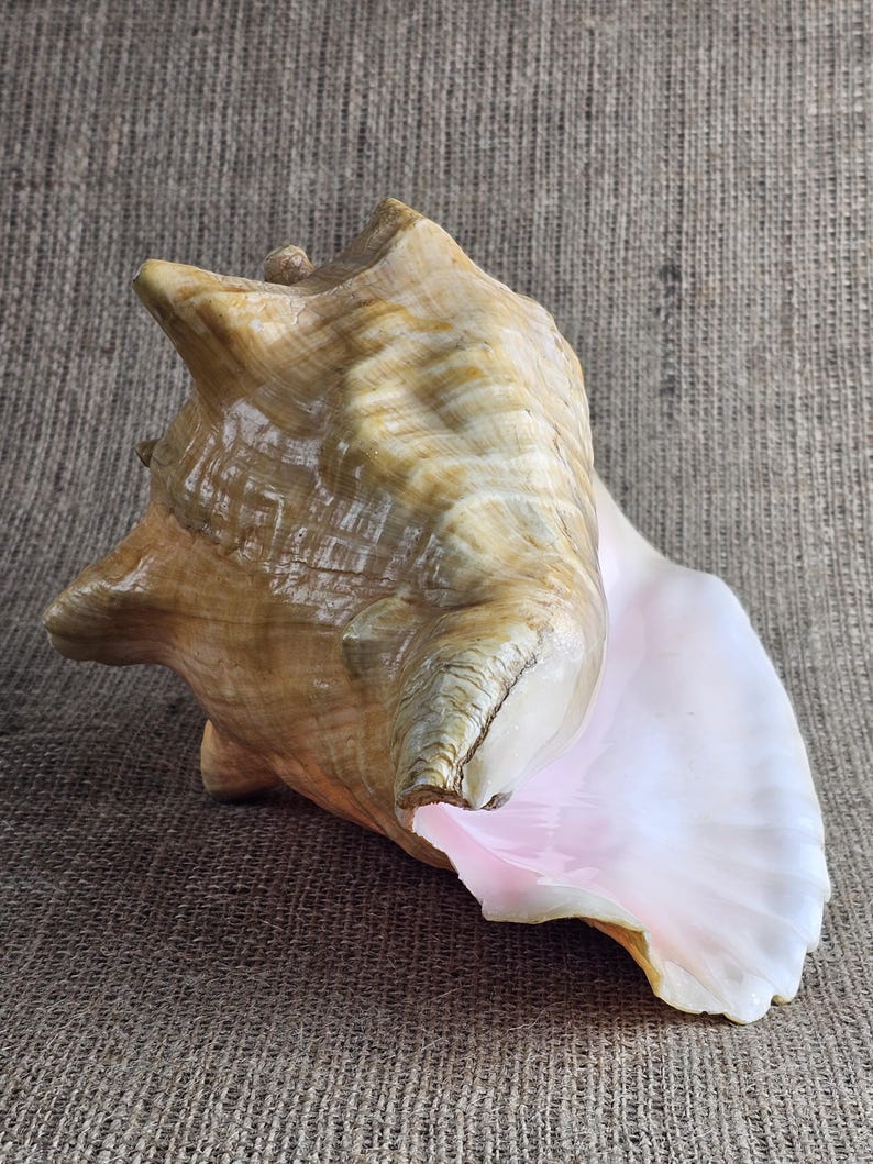Shell of the Giant Conch Strombus Gigas, Also Known as the King Conch ...